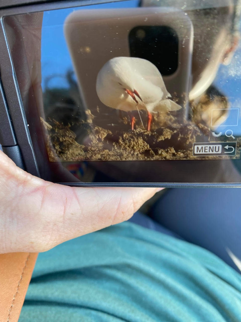 A photograph of a photograph showing a seagull with a line connecting its beak and leg.