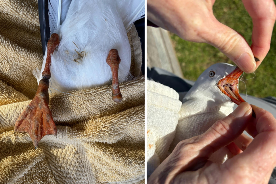 Fisherman's fight with seagull reveals 'terrifying' problem on Aussie beaches